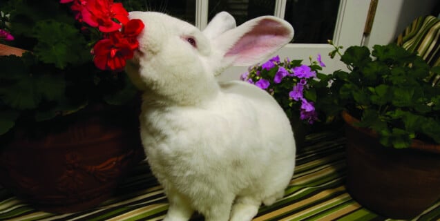 Lewie the Bunny with Flowers