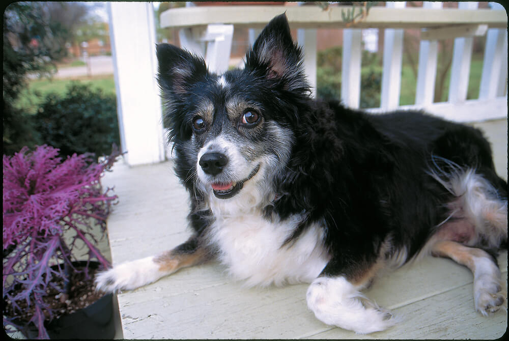 Not Many Dogs To Adopt In Ma Not Many Dogs To Adopt In Ma
