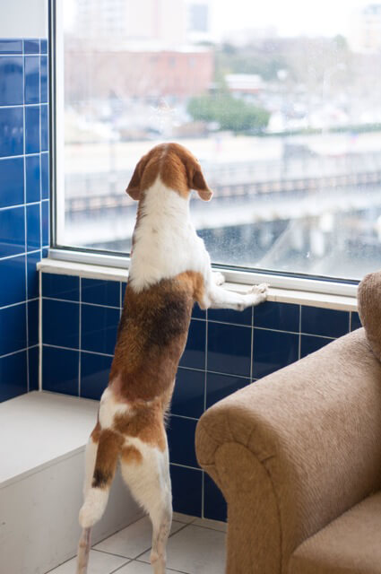 Maxine the Dog looking out the window