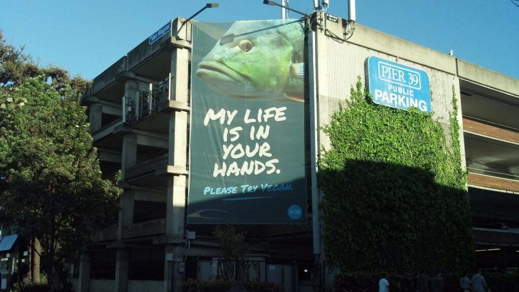 My Life is in Your Hands San Francisco Fish