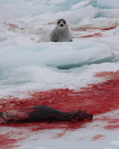 Dead Seal on Ice