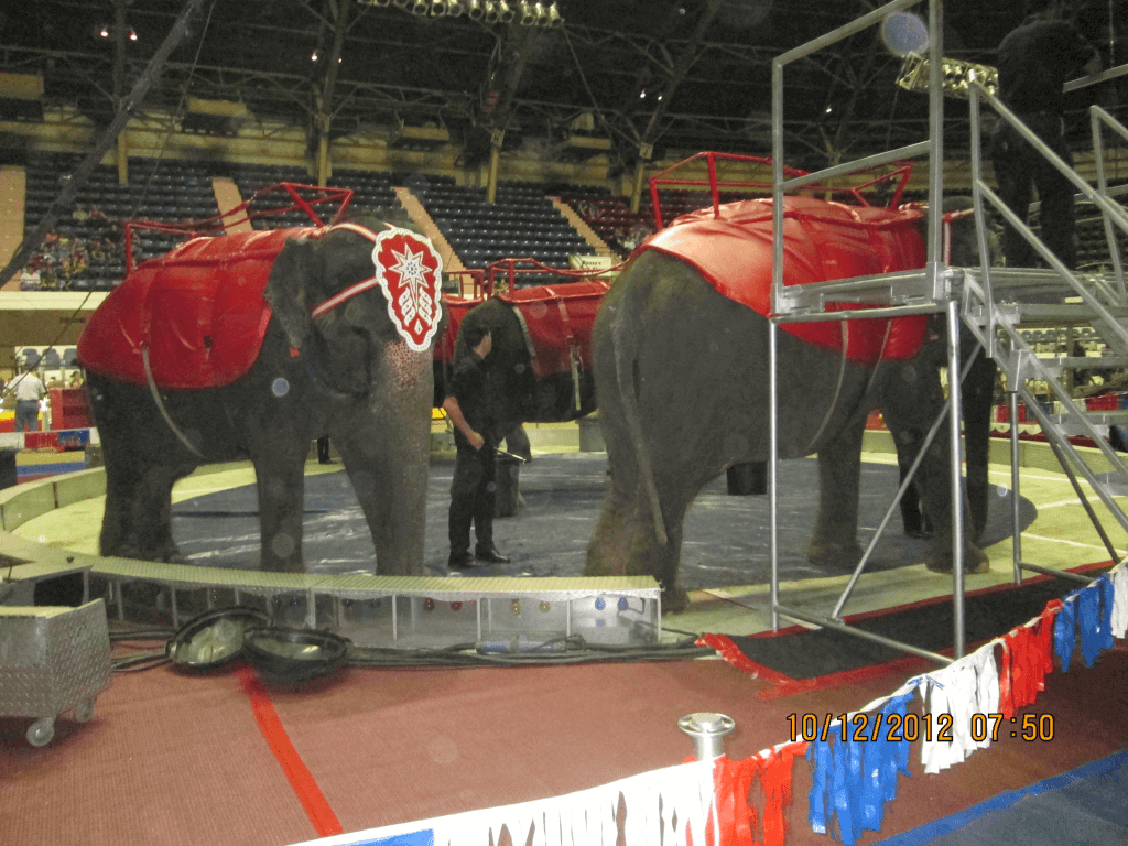 Shrine Circus elephant rides.