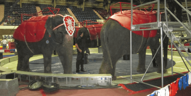 elephants forced to give 'rides' at a Shriners circus event