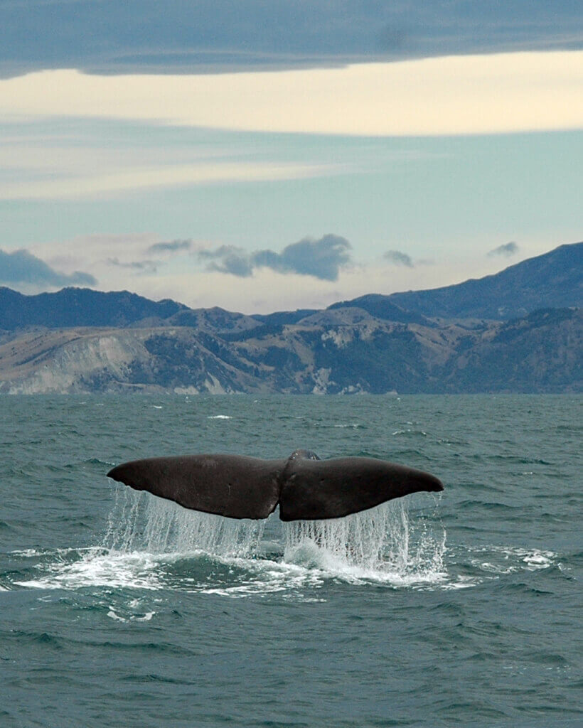 Sperm Whale Tail