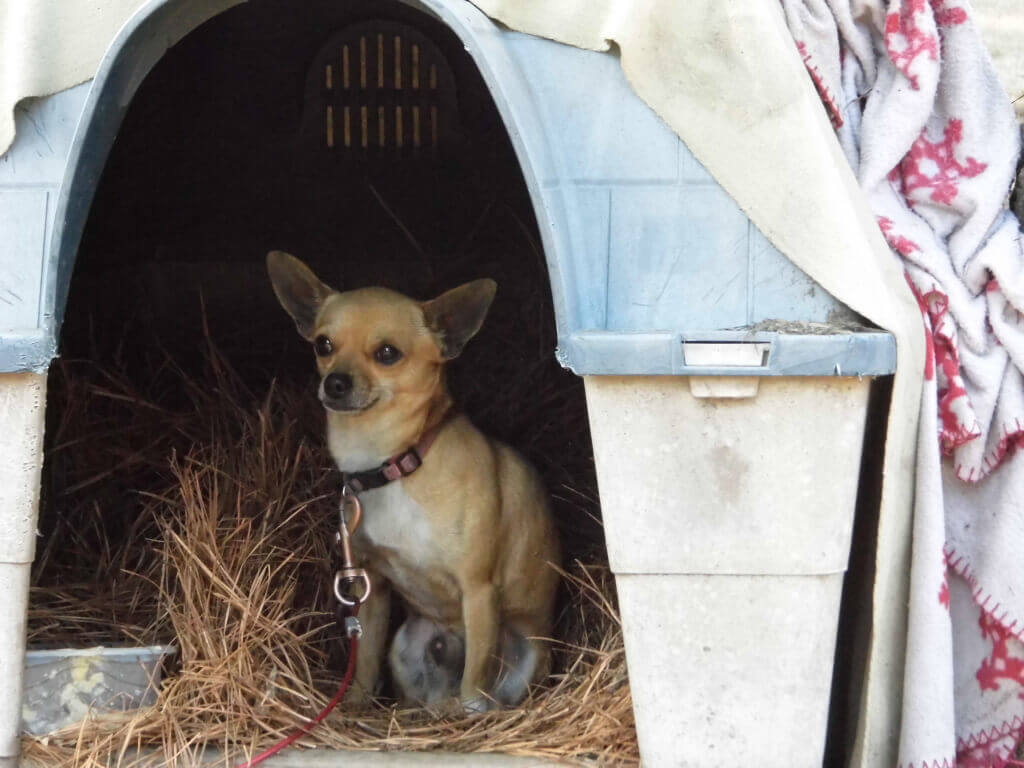 Squirrel the chihuahua backyard dog