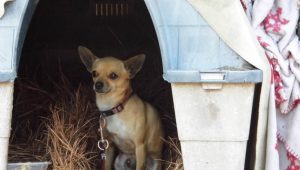 Cold ‘Backyard Dogs’