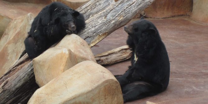 Two bears