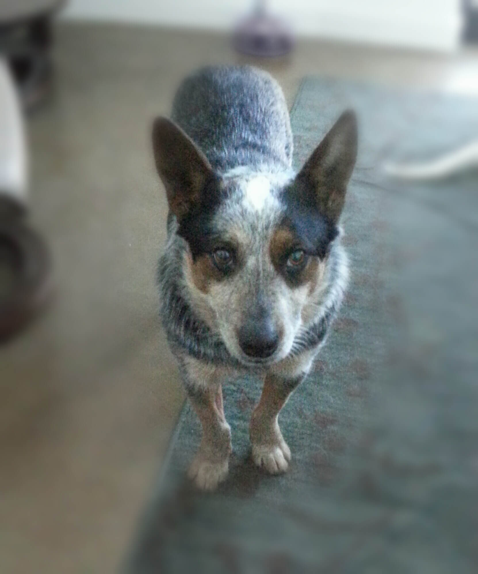 australian cattle dog wags its tail