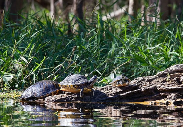 Help Turtles Cross the road