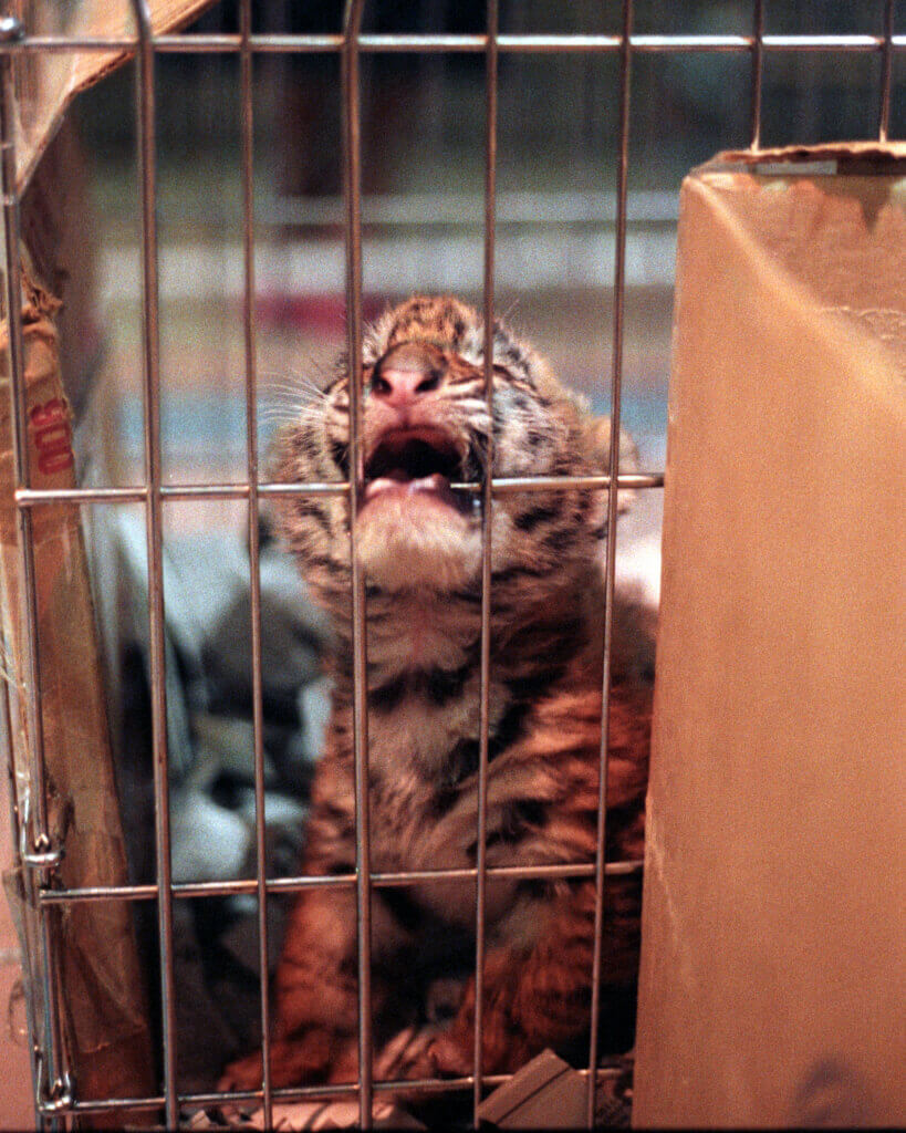 baby tiger biting metal bars of cage