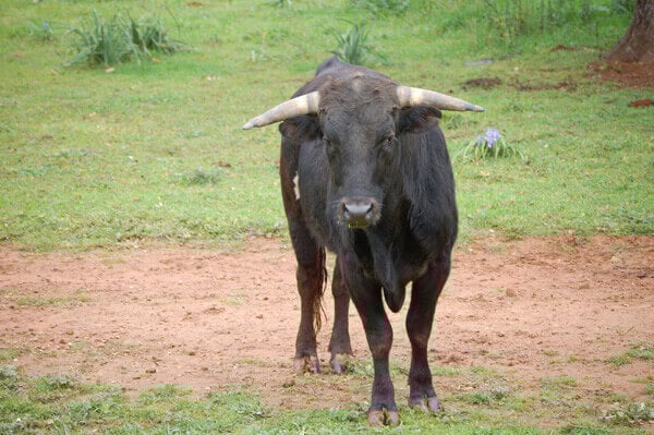 bull