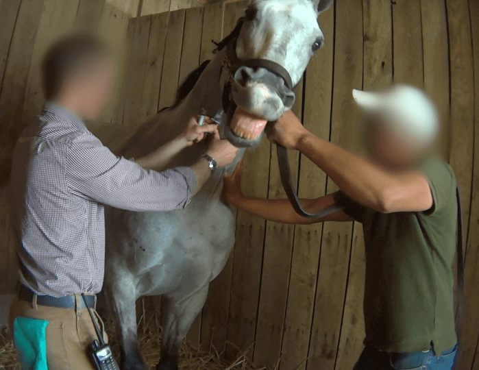 Serial Abuser of Horses Used for Racing Pleads Guilty to Lying PETA