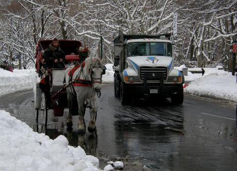 10 Things to Do in Central Park Other Than Hire Horse-Drawn Carriages