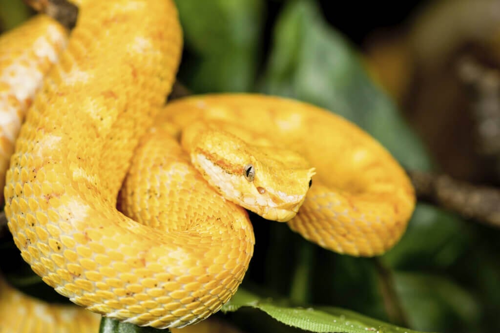 yellow snake in tree