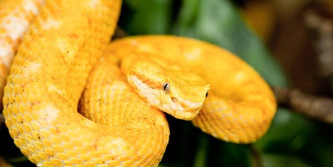 yellow snake in tree