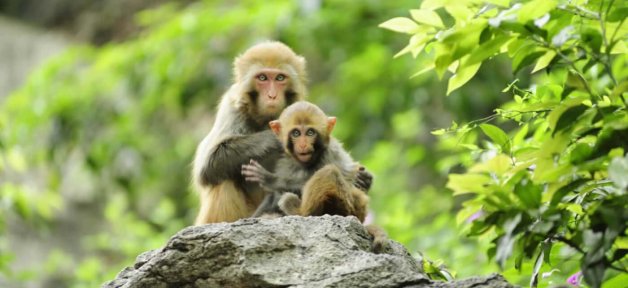 a pair of monkeys in the wild