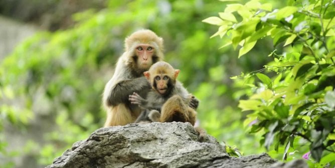 a pair of monkeys in the wild