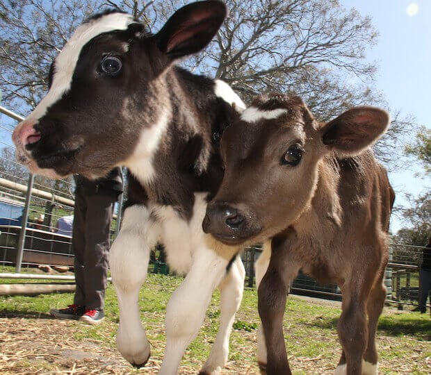 Calves at an Australian sanctuary.