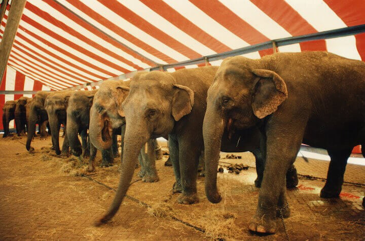 Row of chained elephants inside circus tent