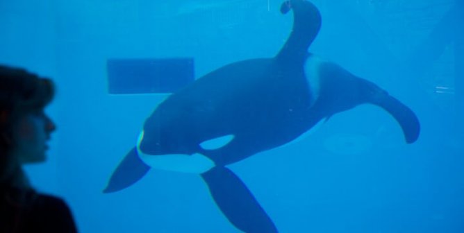 Tell Sports San Diego That There’s Nothing Sporting About SeaWorld!