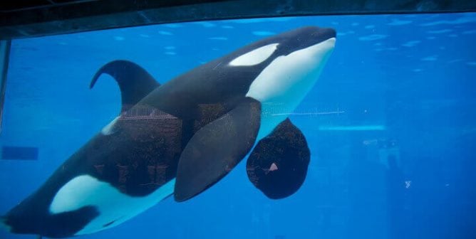 Orca, SeaWorld, Tank, Captivity