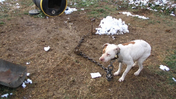 How to Help Dogs in Cold Weather 0:30