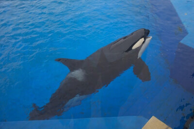 Orca tank at SeaWorld San Diego, 2011.