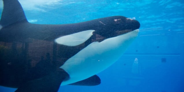 Orca tank at SeaWorld San Diego, 2011.