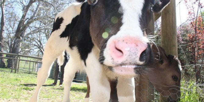 What Is a Vegan?