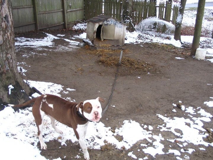 chained pit bull in the snow with a dilapidated dog house