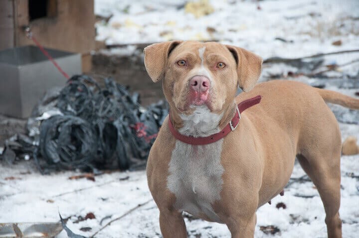 Cold chained dog in the snow during straw delivery in January 2013.