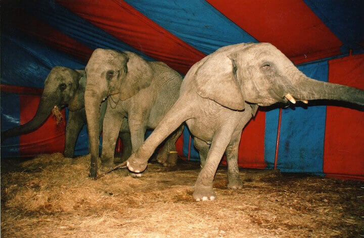 Shindigz Pulls Party Prop of Elephant Performing Ridiculous Trick