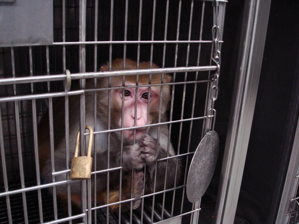monkey holding onto the bars of his cage