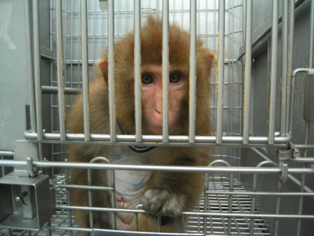 monkey with shaved chest at laboratory