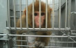 monkey with shaved chest at laboratory