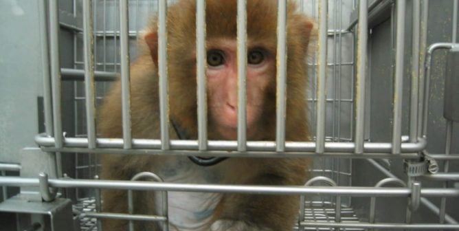 monkey with shaved chest at laboratory