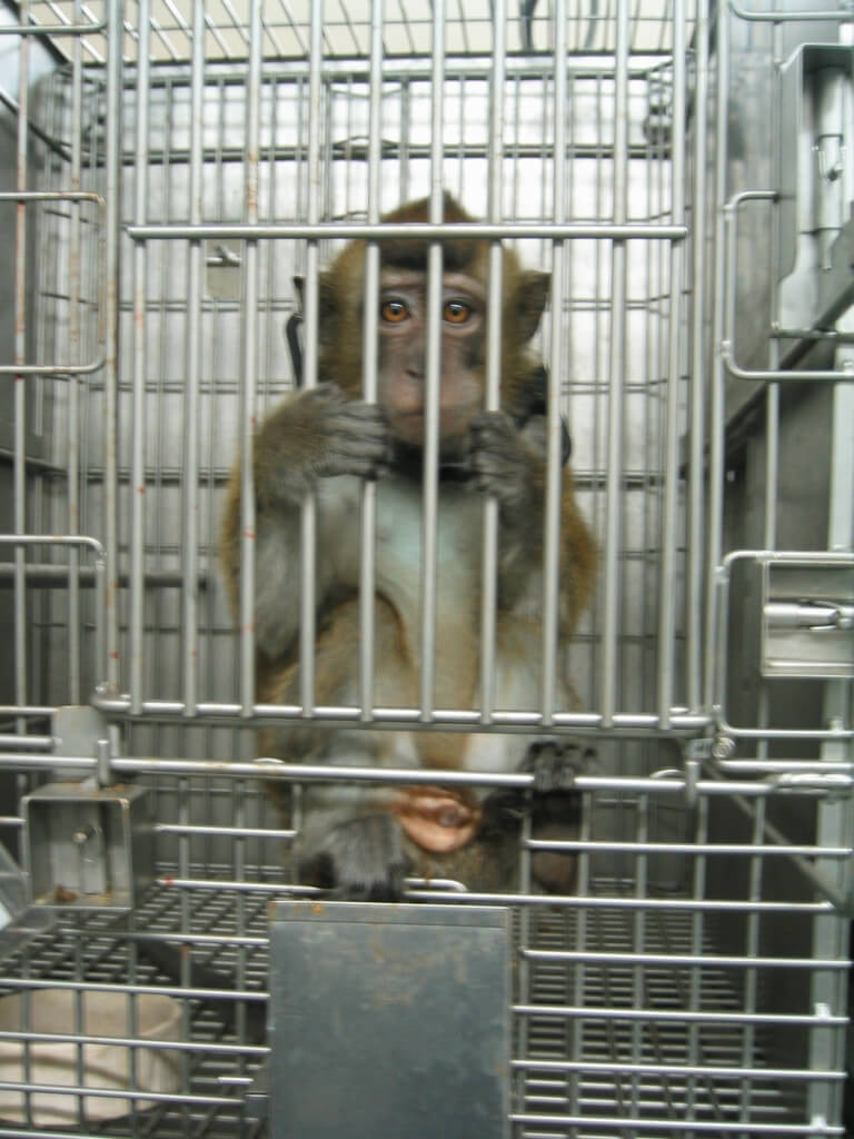 sad-looking monkey holding onto the front of his cage with all fours