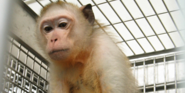 sick, sad-looking monkey sitting in a cage