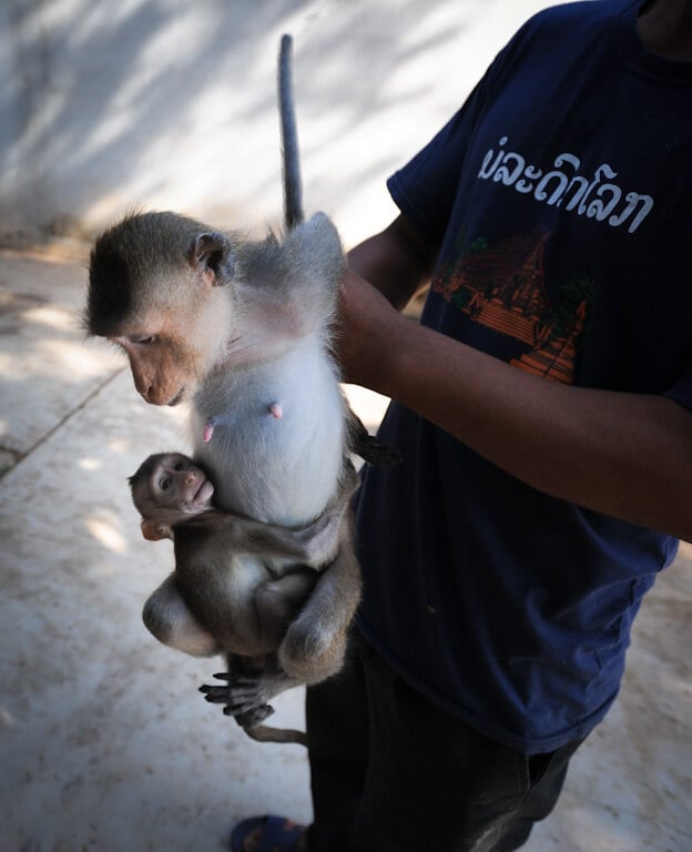 baby monkey being taken away from mother