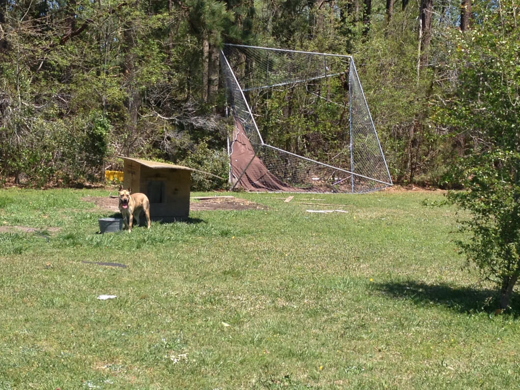 Blue the Dog after North Carolina Tornados (3)