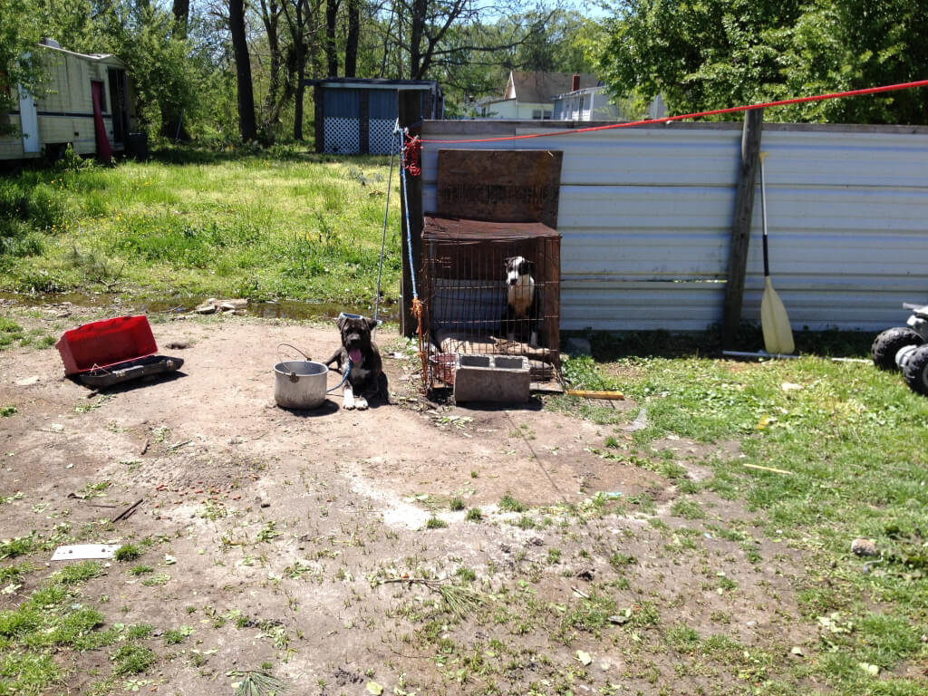 Butch and Lady the dogs after North Carolina Tornadoes