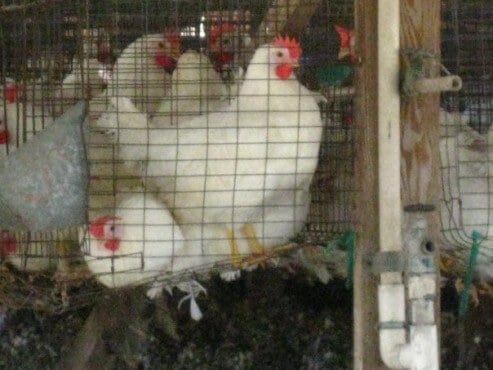 Egg Farm Feces Piles