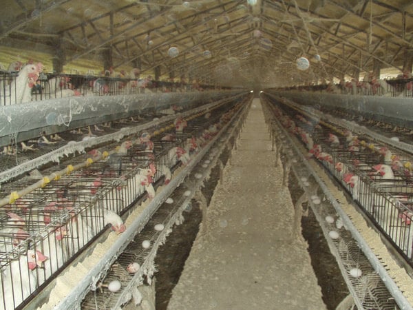 Chickens in Battery Cages on an Egg Farm