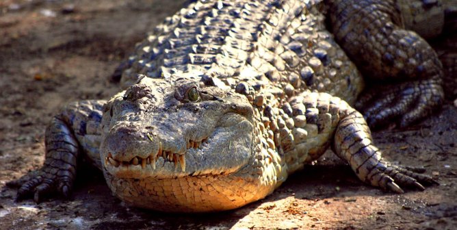 Amazing Animal Facts