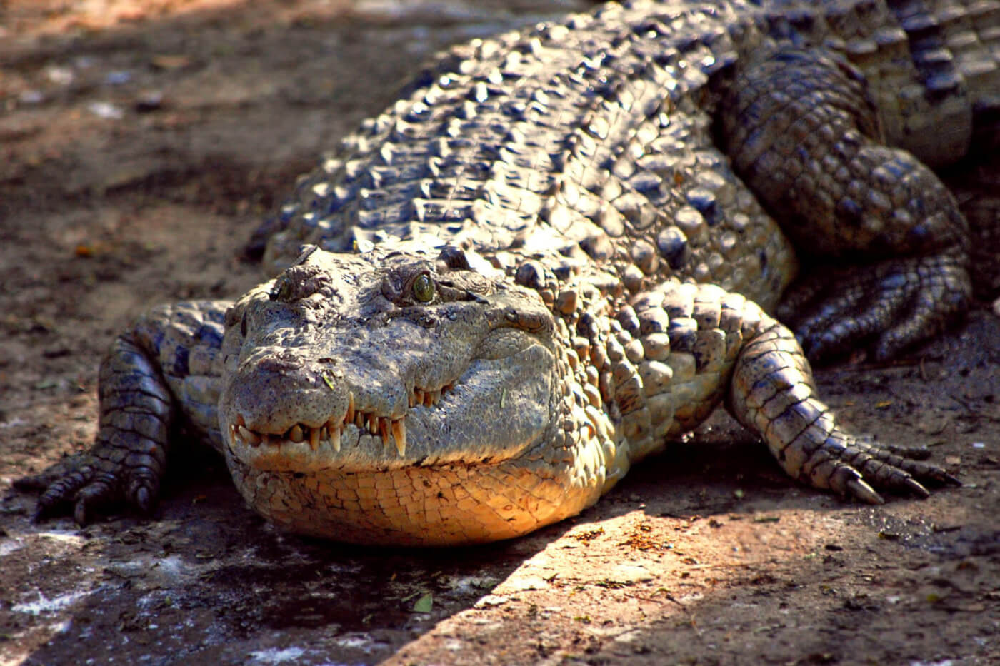 Crocodylus Mindorensis