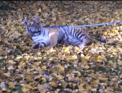 Declawed Tiger