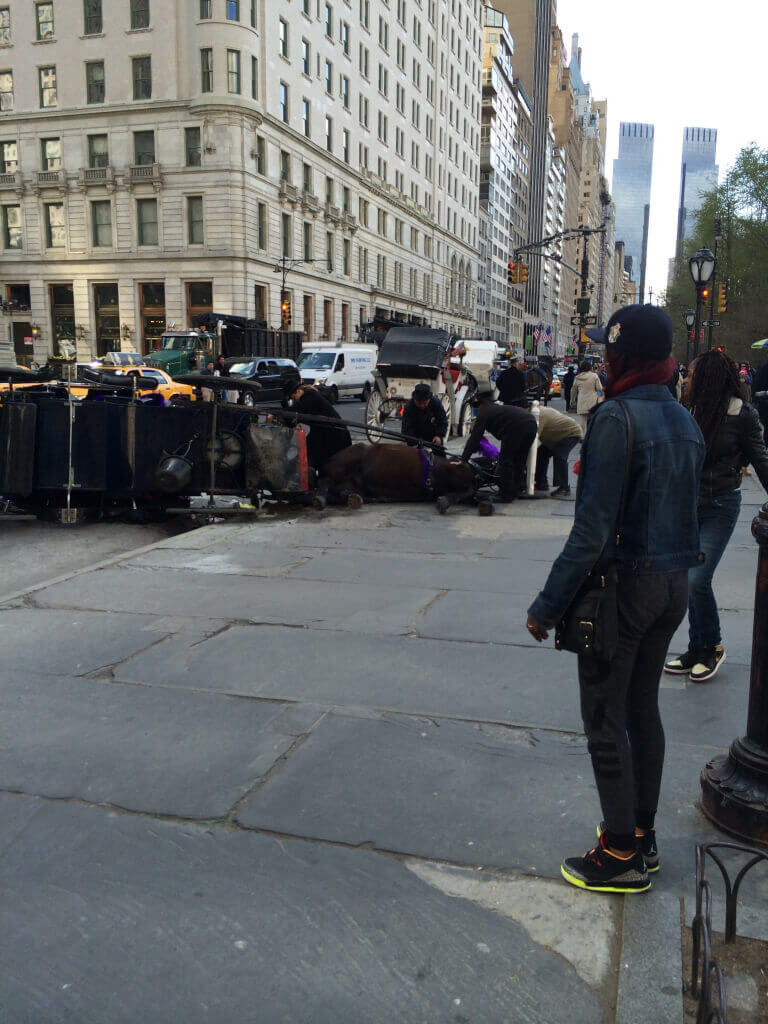 Downed Horse-Drawn Carriage in New York (4)