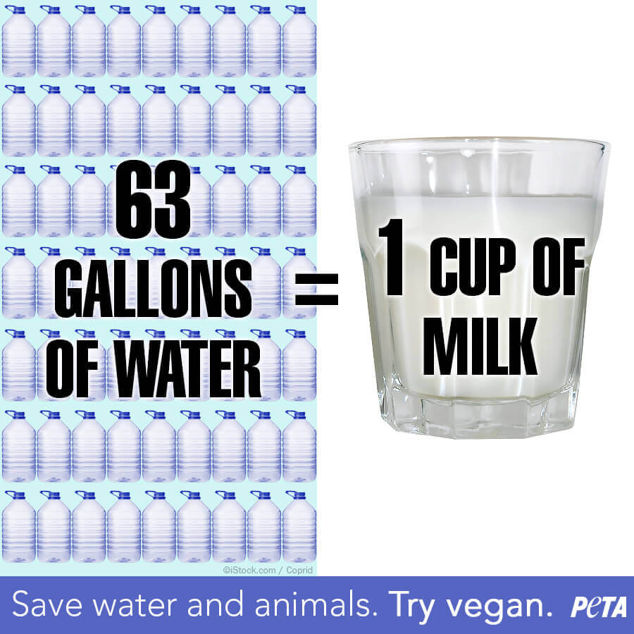 Milk Wastes Water