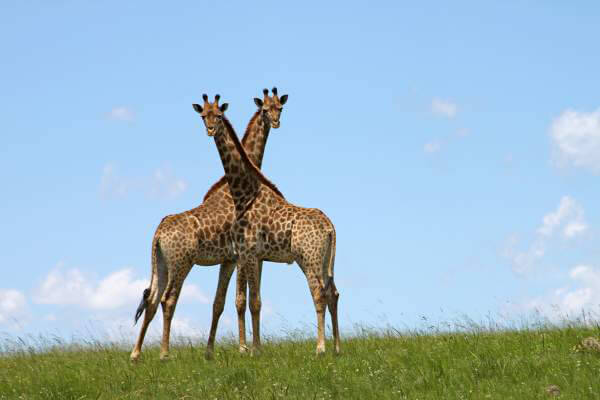 Giraffes