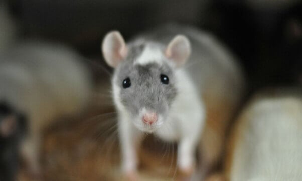 Global Captive Breeders Investigation Rat